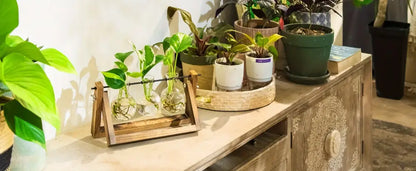 Triangular wood and glass planter propagation station for living room