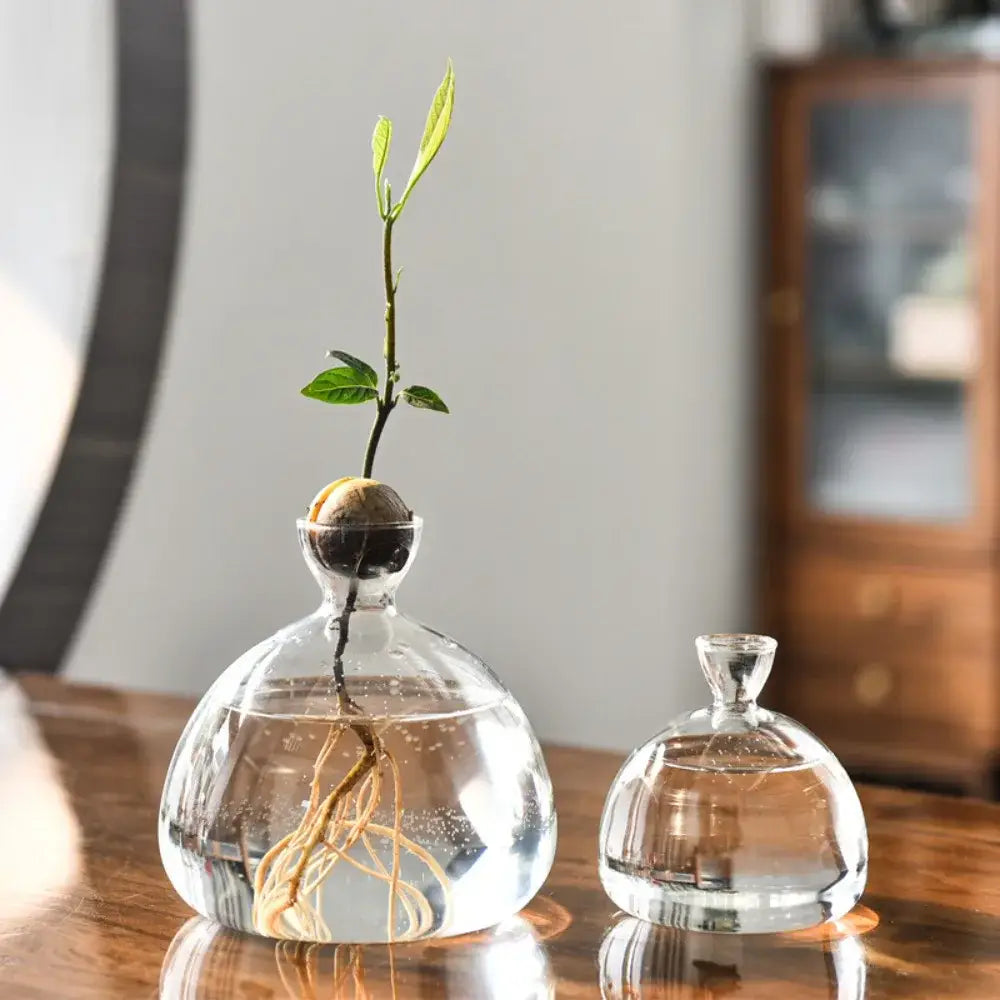 Clear glass hydroponic avocado starter kit kitchen decor growing vase