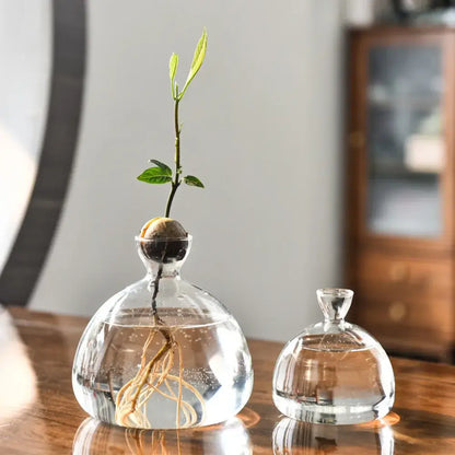 Clear glass hydroponic avocado starter kit kitchen decor growing vase