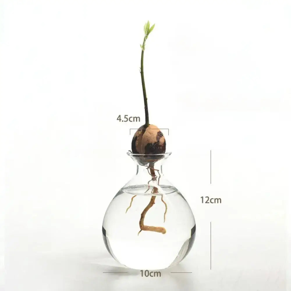 Clear glass hydroponic avocado starter kit kitchen decor growing vase