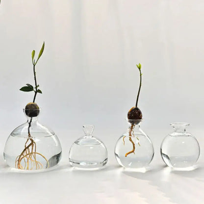 Clear glass hydroponic avocado starter kit kitchen decor growing vase