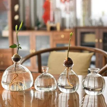Clear glass hydroponic avocado starter kit kitchen decor growing vase