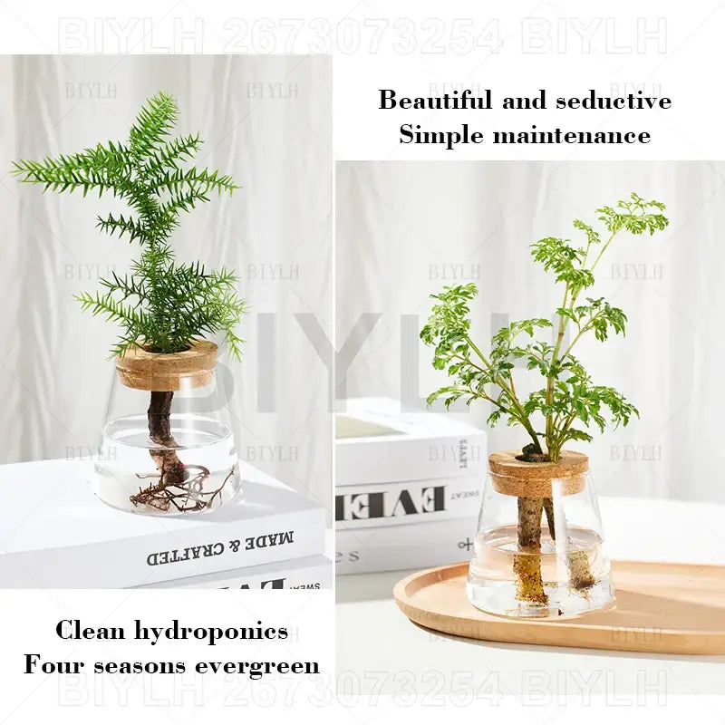 Modern clear glass flower pots with wood base living room planters
