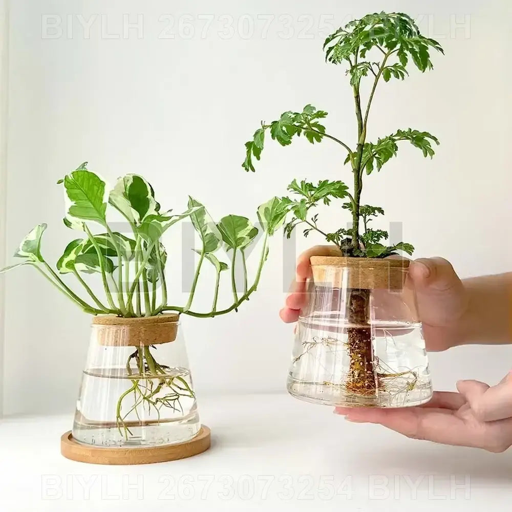 Modern clear glass flower pots with wood base living room planters