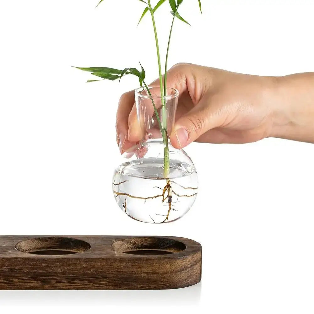 Modern hydroponic glass vases with wooden tray living room decor