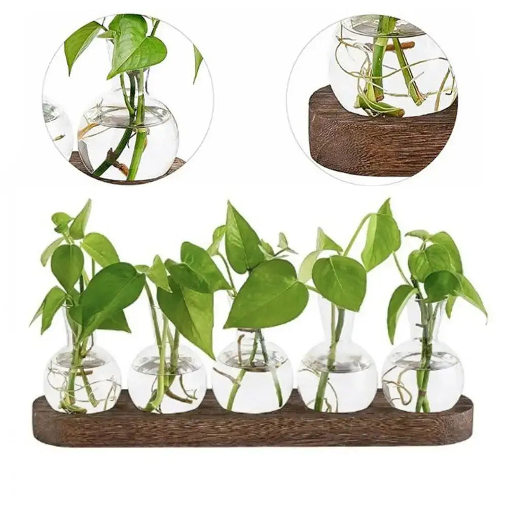 Modern hydroponic glass vases with wooden tray living room decor