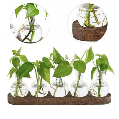 Modern hydroponic glass vases with wooden tray living room decor