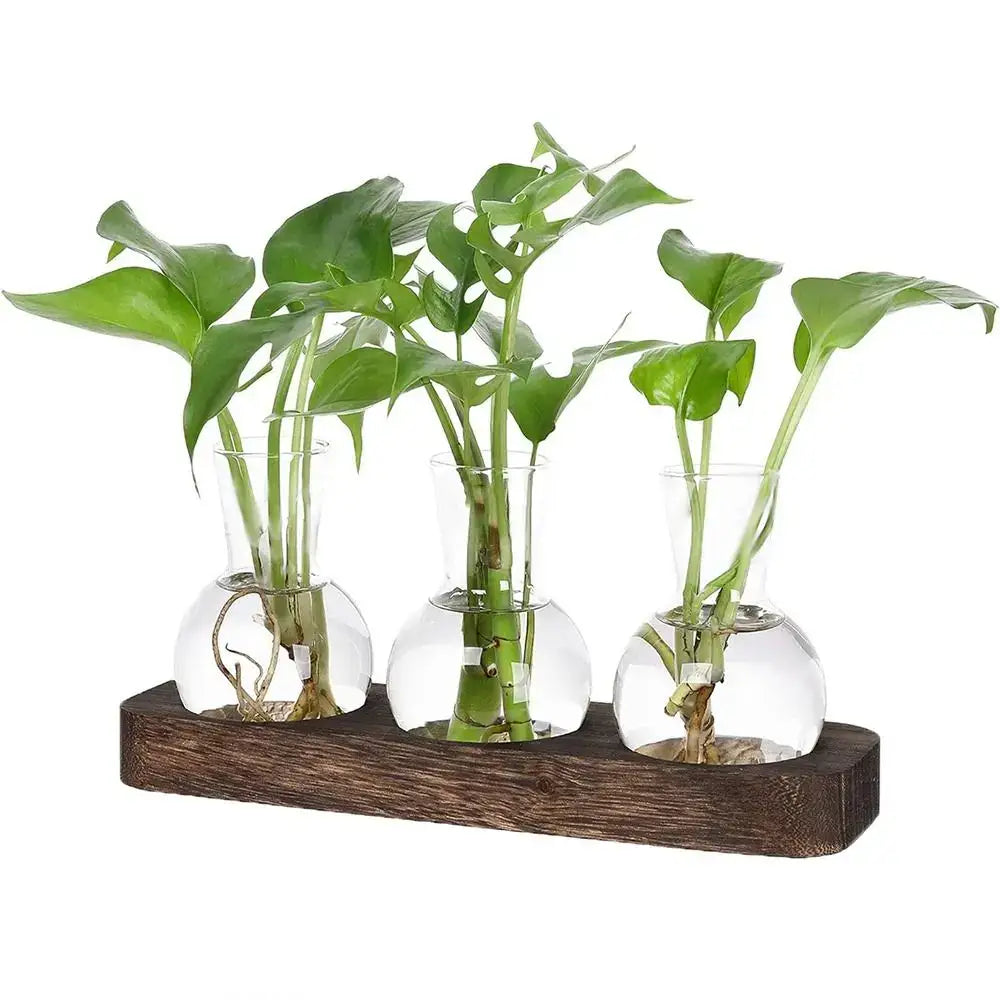 Modern hydroponic glass vases with wooden tray living room decor