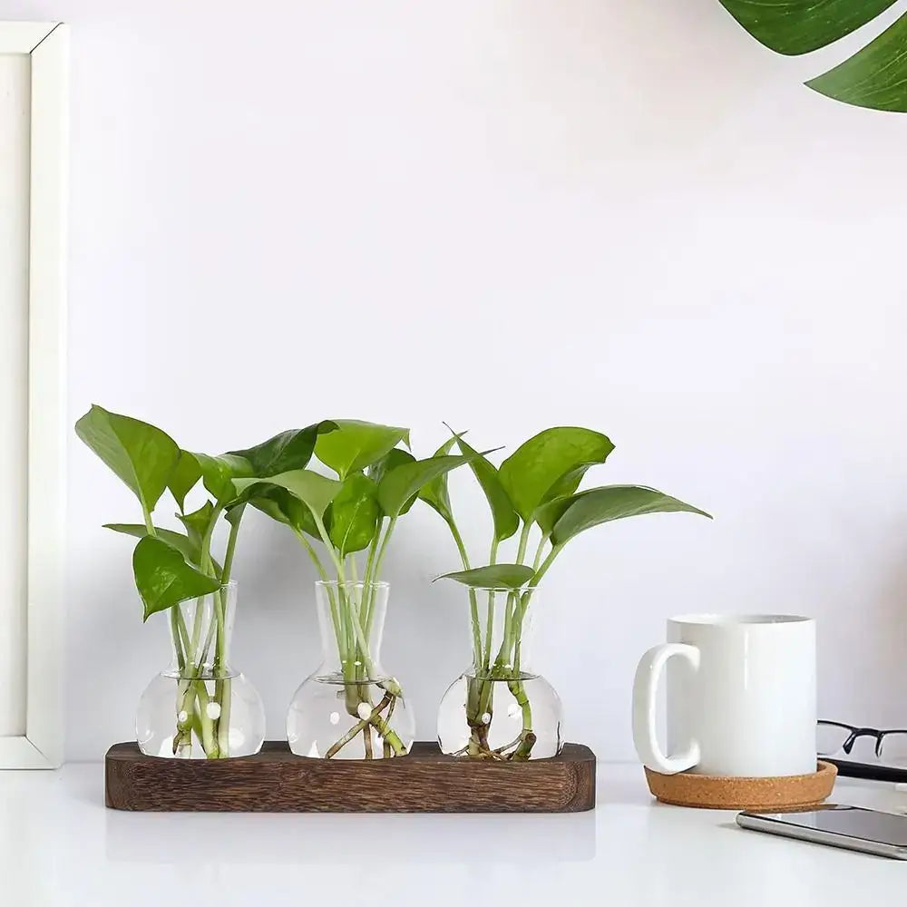 Modern hydroponic glass vases with wooden tray living room decor