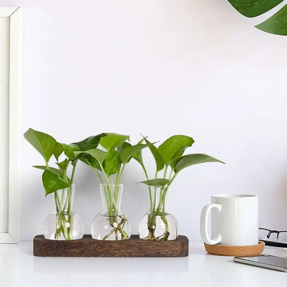 Modern hydroponic glass vases with wooden tray living room decor