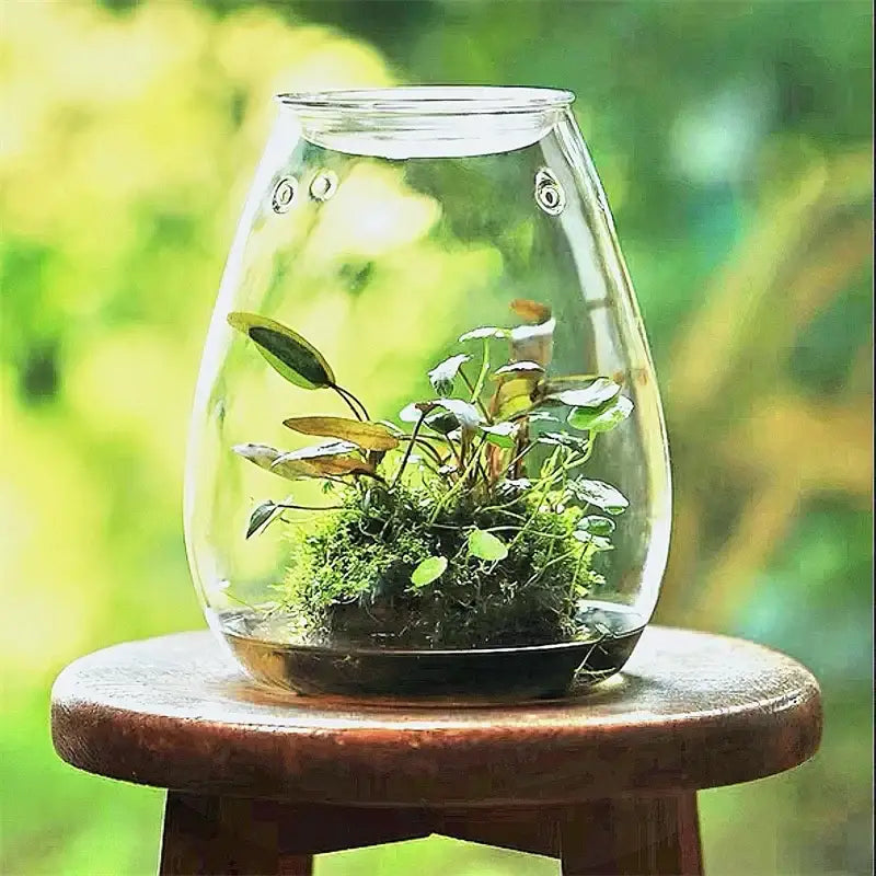 Mini glass green succulent moss terrarium living room decor
