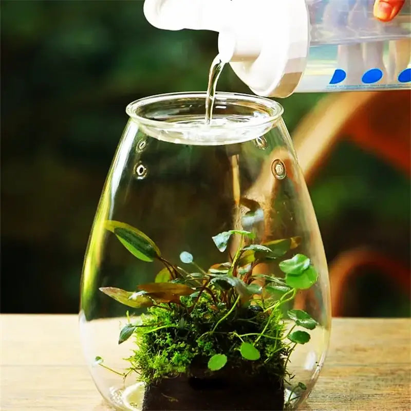 Mini glass green succulent moss terrarium living room decor