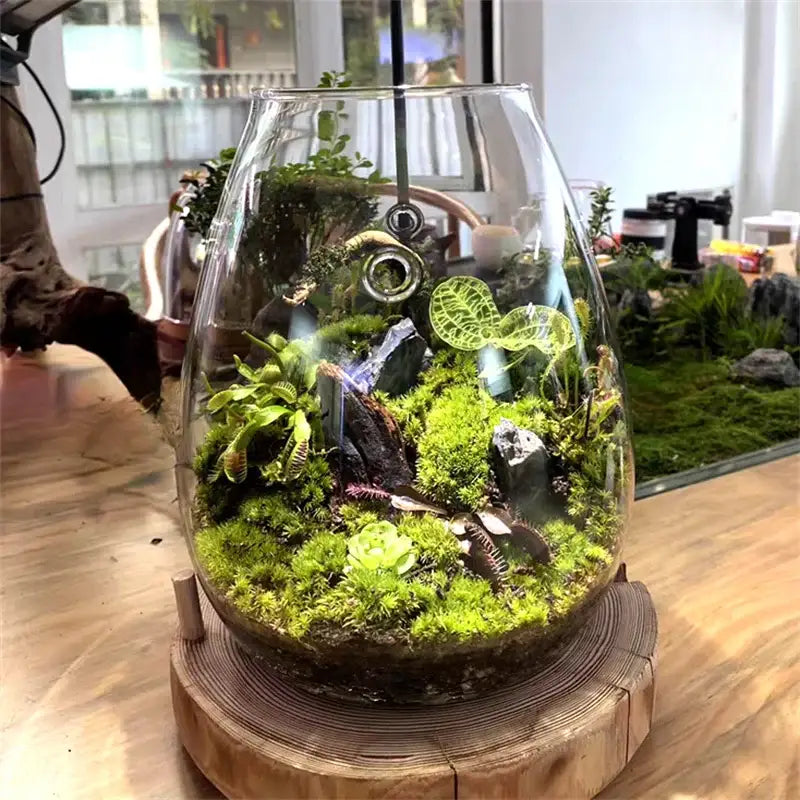 Mini glass green succulent moss terrarium living room decor