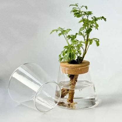 Mini nordic glass hydroponic planter with wood lid living room decor