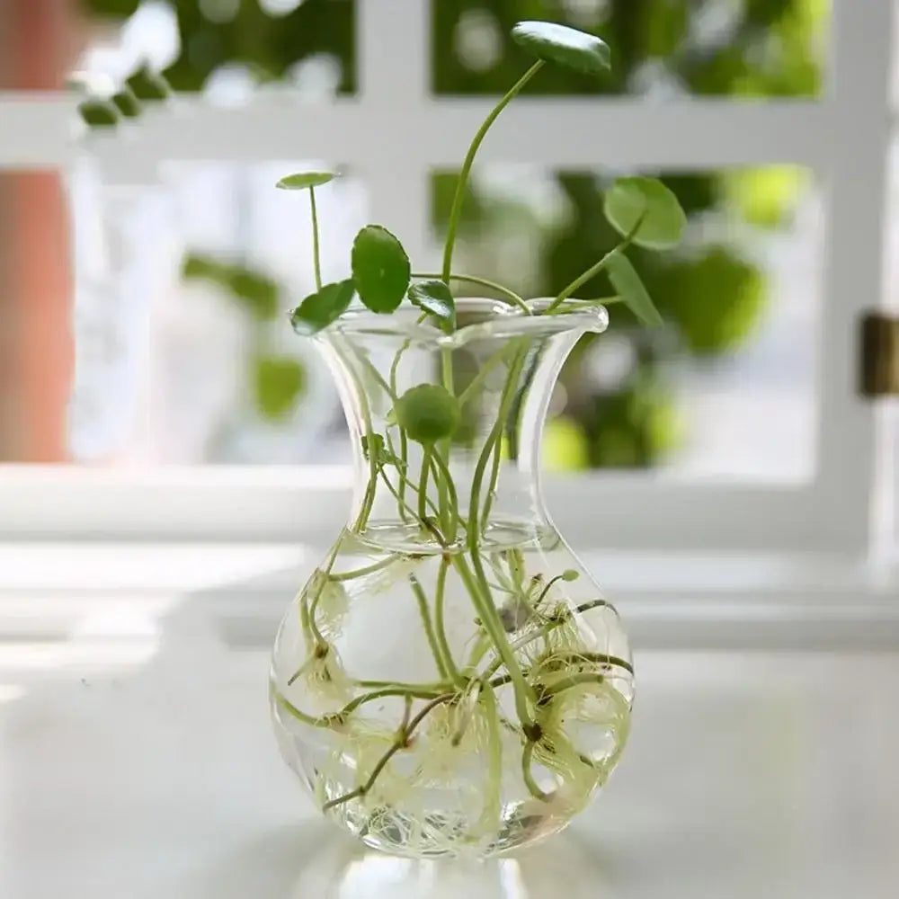 Modern tapered glass vase terrarium – living room decoration