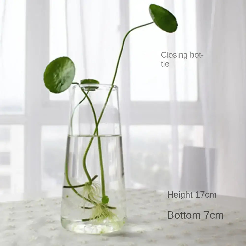 Modern tapered glass vase terrarium – living room decoration