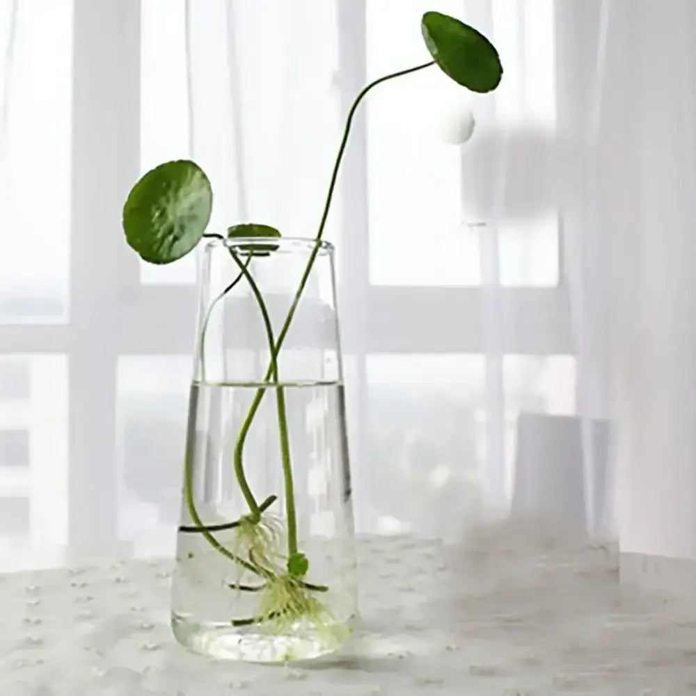 Modern tapered glass vase terrarium – living room decoration