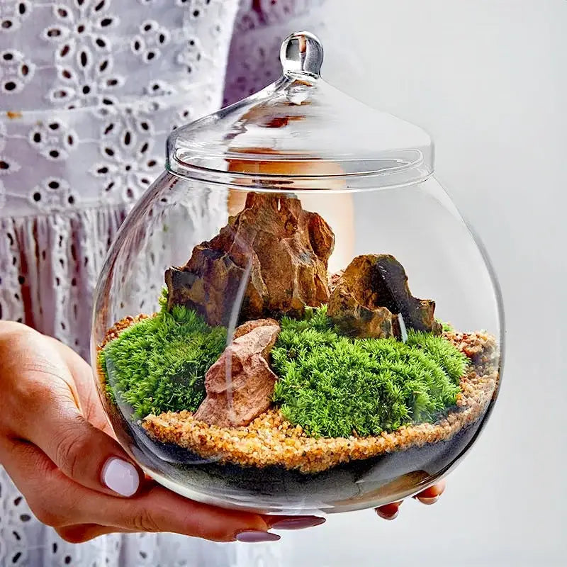 Modern moss ball glass vase desktop terrarium office decor