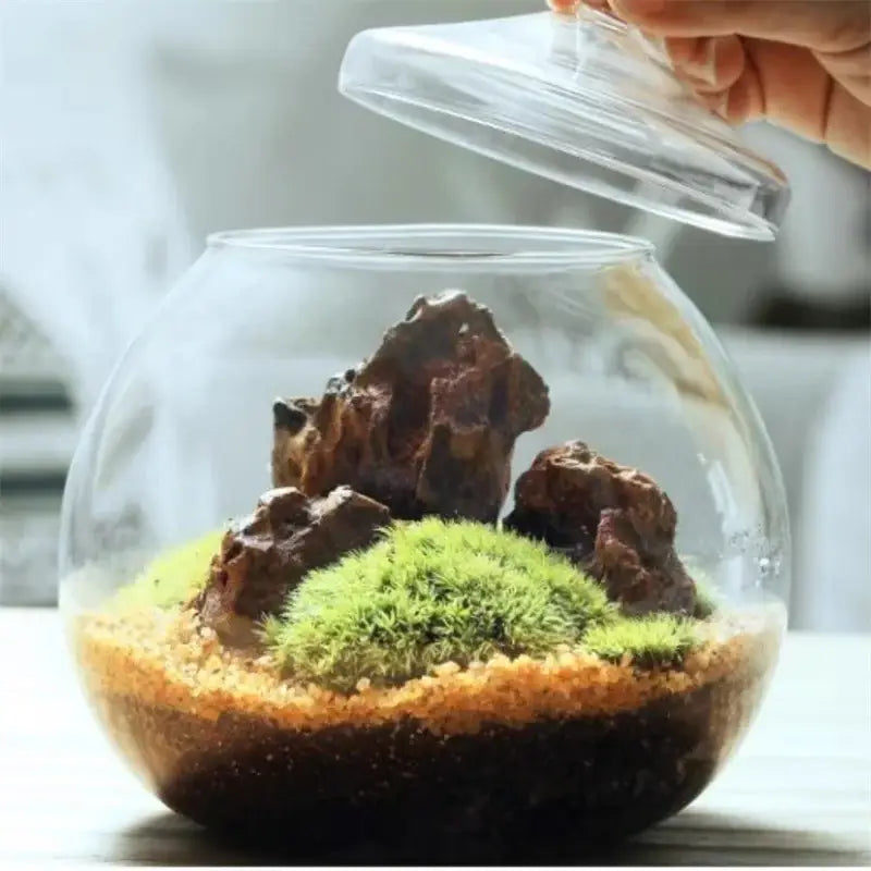 Modern moss ball glass vase desktop terrarium office decor