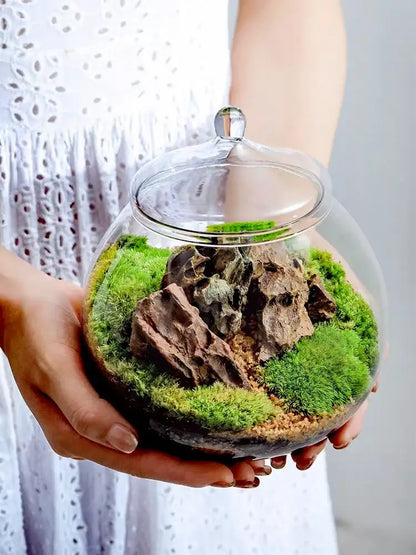 Modern moss ball glass vase desktop terrarium office decor