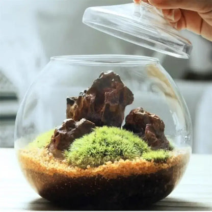 Modern moss ball glass vase desktop terrarium office decor