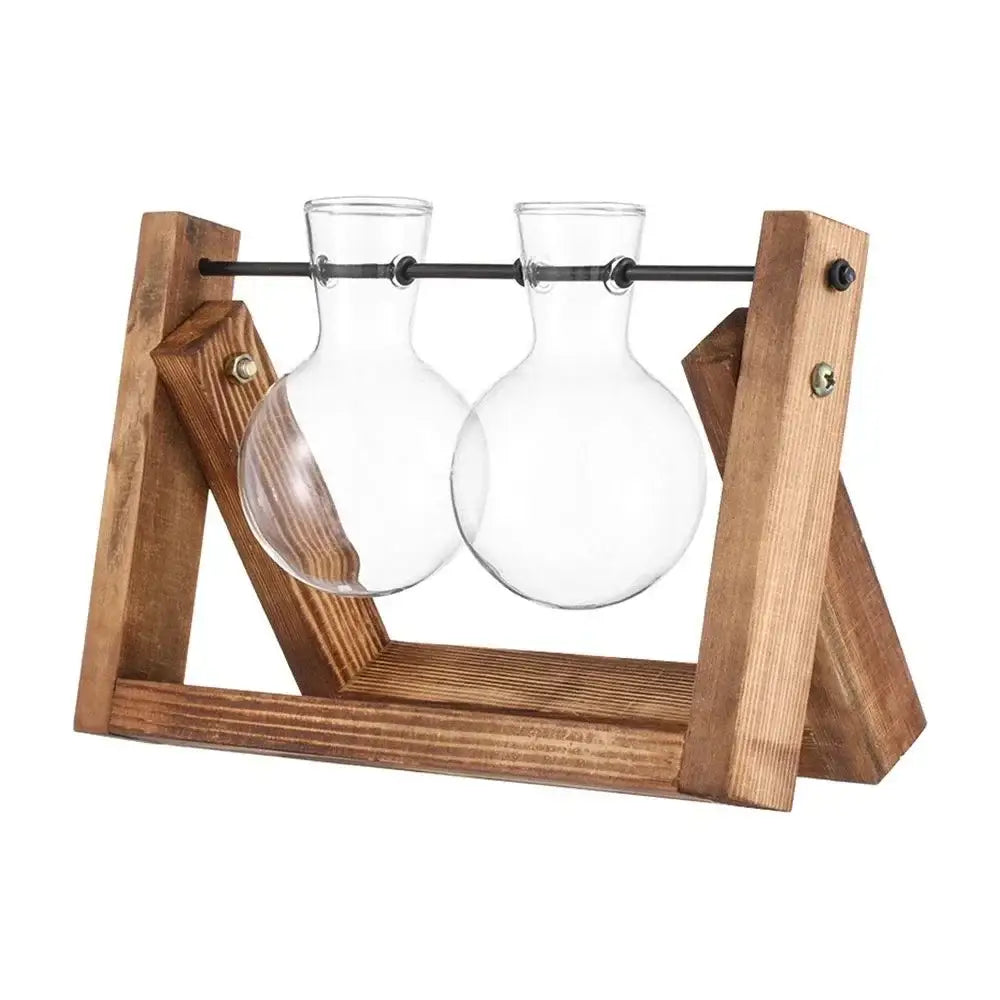 Clear glass avocado seed starter trio kitchen grow vases