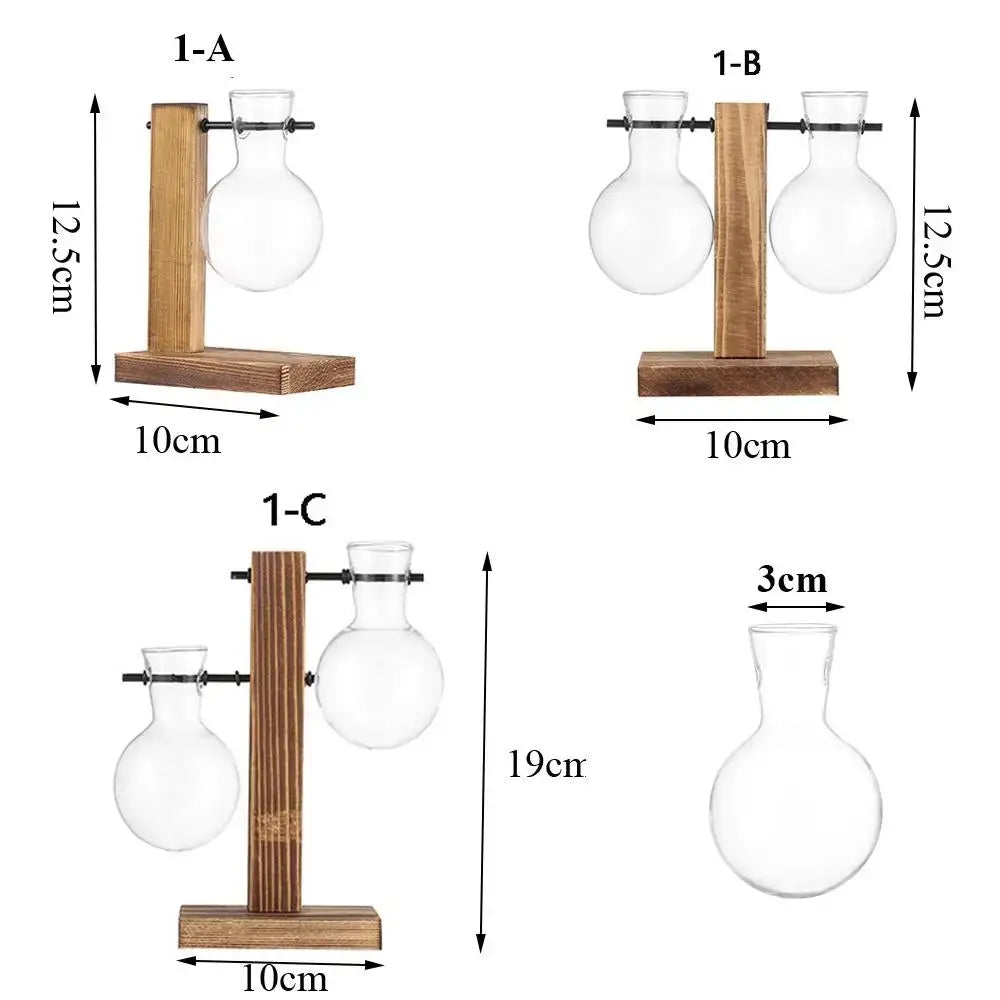 Clear glass avocado seed starter trio kitchen grow vases