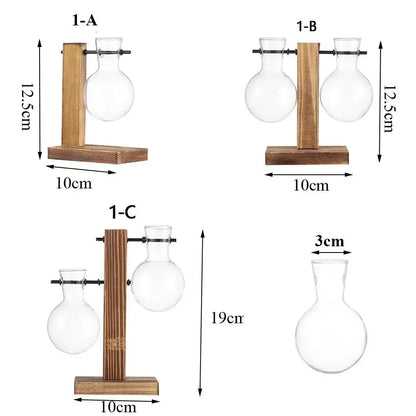 Clear glass avocado seed starter trio kitchen grow vases
