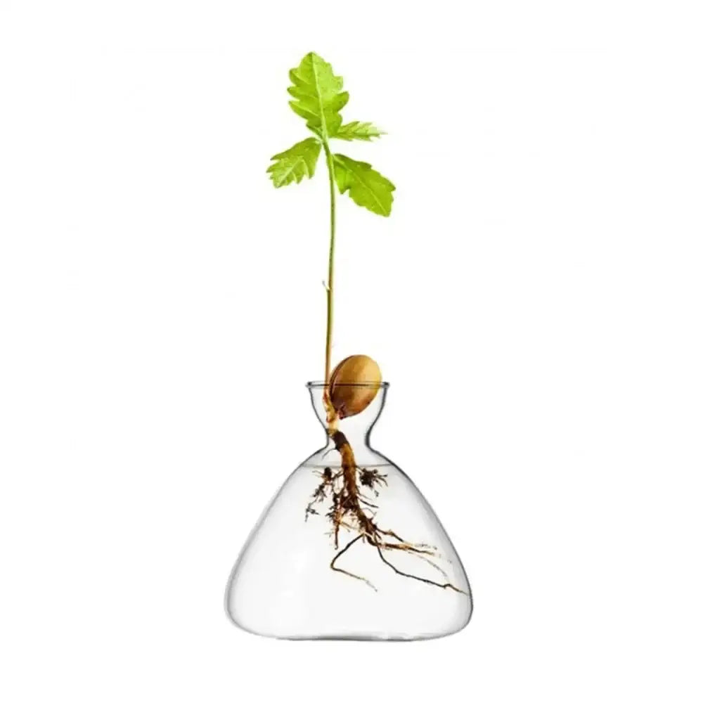 Clear glass avocado seed starter trio kitchen grow vases