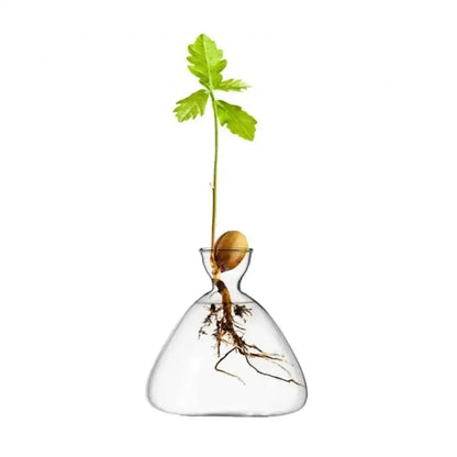 Clear glass avocado seed starter trio kitchen grow vases