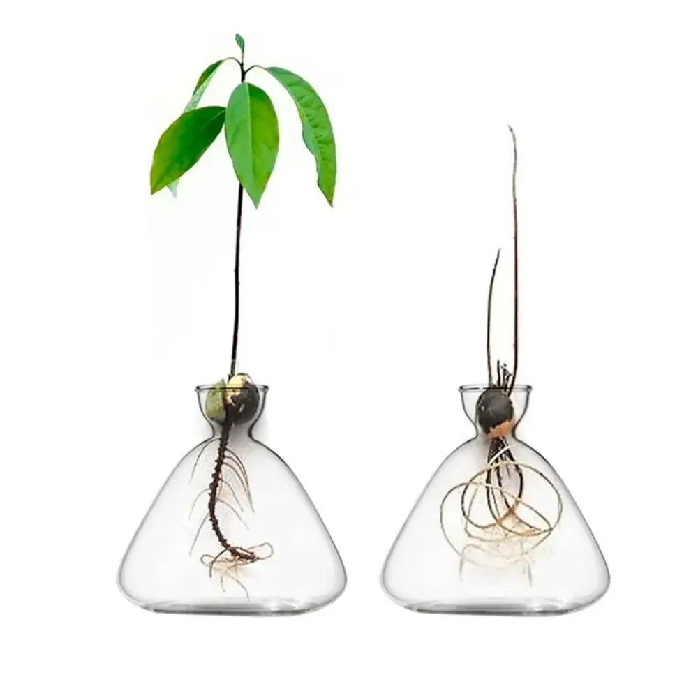 Clear glass avocado seed starter trio kitchen grow vases