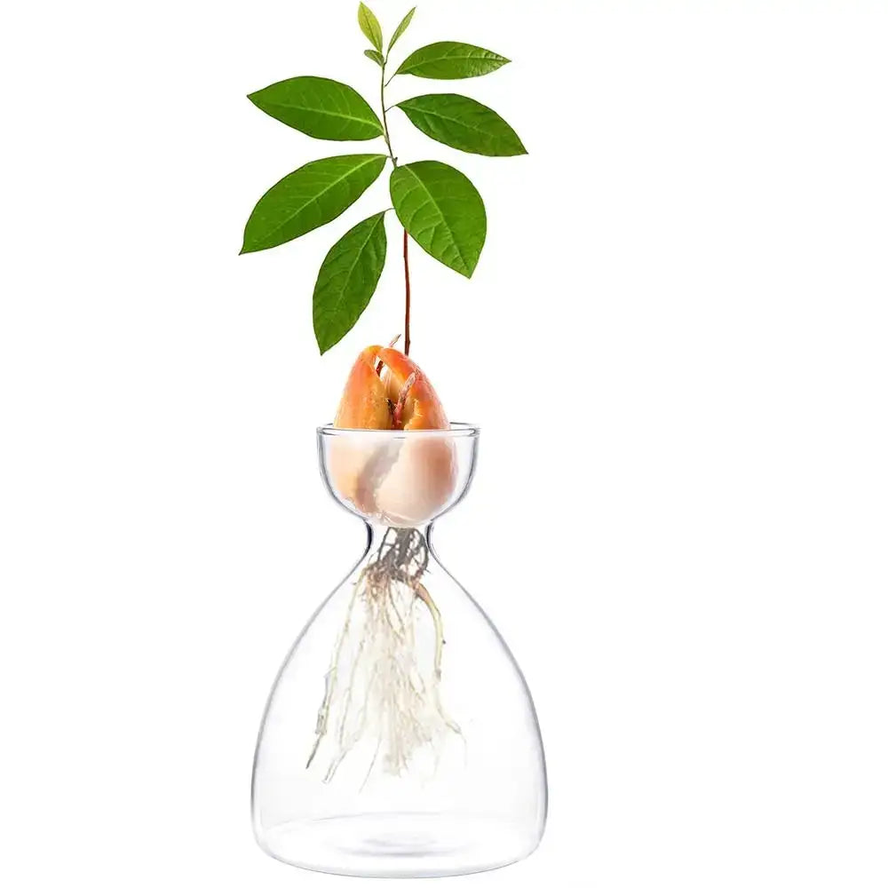 Clear glass avocado seed starter trio kitchen grow vases