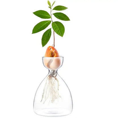 Clear glass avocado seed starter trio kitchen grow vases