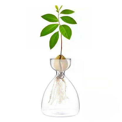 Clear glass avocado seed starter trio kitchen grow vases