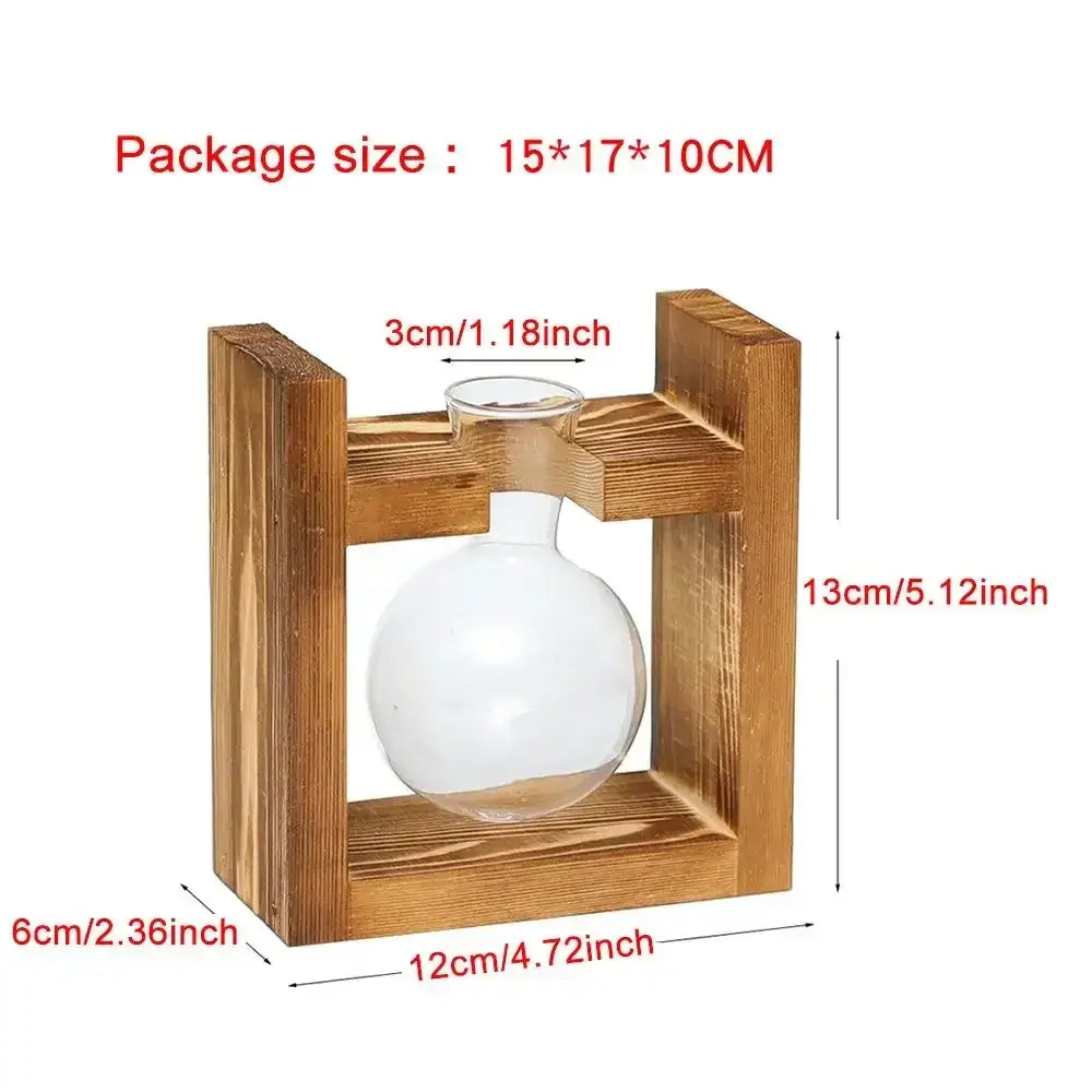 Clear glass avocado seed starter trio kitchen grow vases