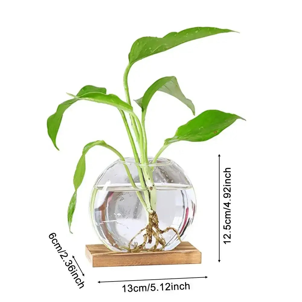 Clear glass avocado seed starter trio kitchen grow vases