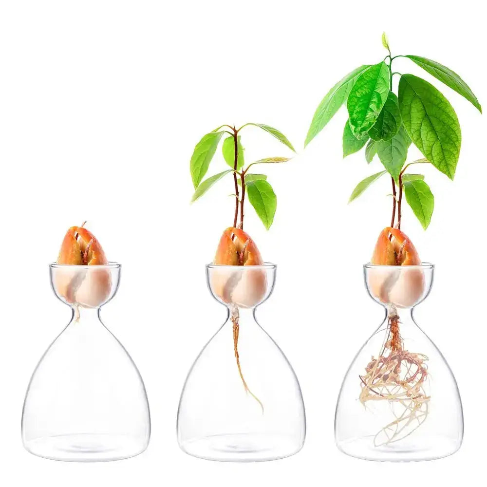 Clear glass avocado seed starter trio kitchen grow vases