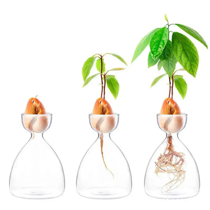 Clear glass avocado seed starter trio kitchen grow vases