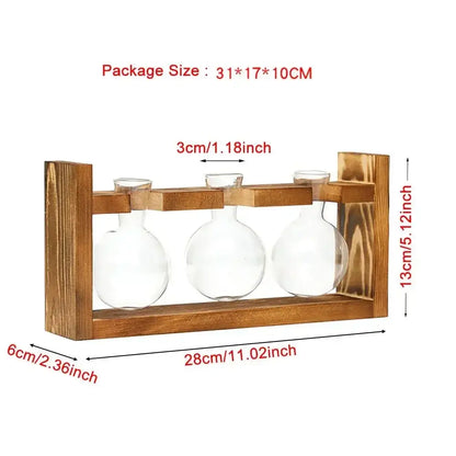 Clear glass avocado seed starter trio kitchen grow vases