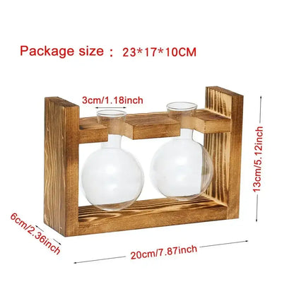 Clear glass avocado seed starter trio kitchen grow vases