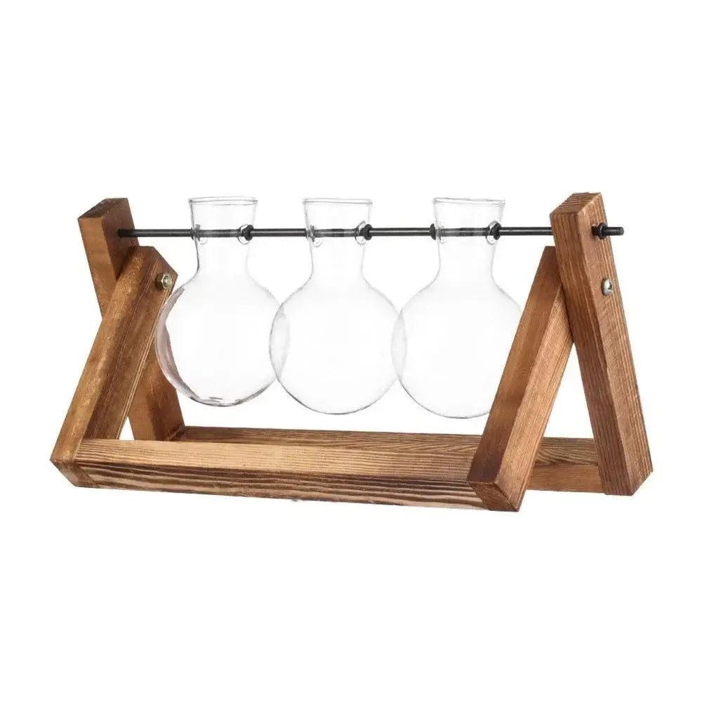 Clear glass avocado seed starter trio kitchen grow vases