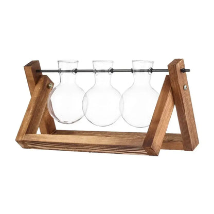 Clear glass avocado seed starter trio kitchen grow vases