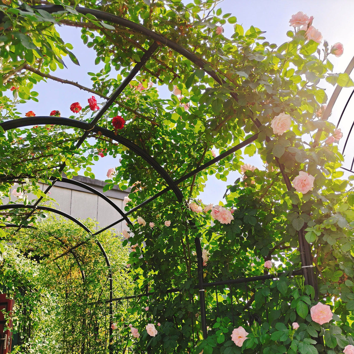 Metal Garden Arch With Gate High Climbing Plants Support Rose Arch Outdoor - Black