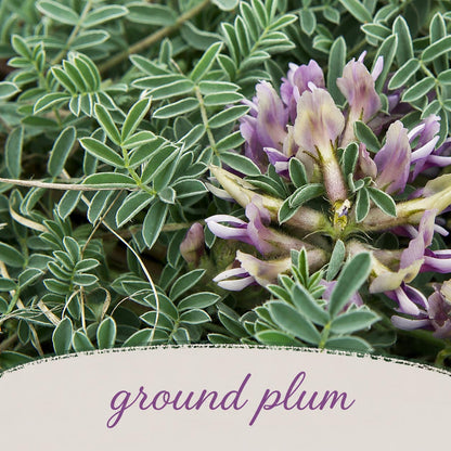 Mini Native Short Bird Lovers Seed Mix | Prairie Legacy Inc.