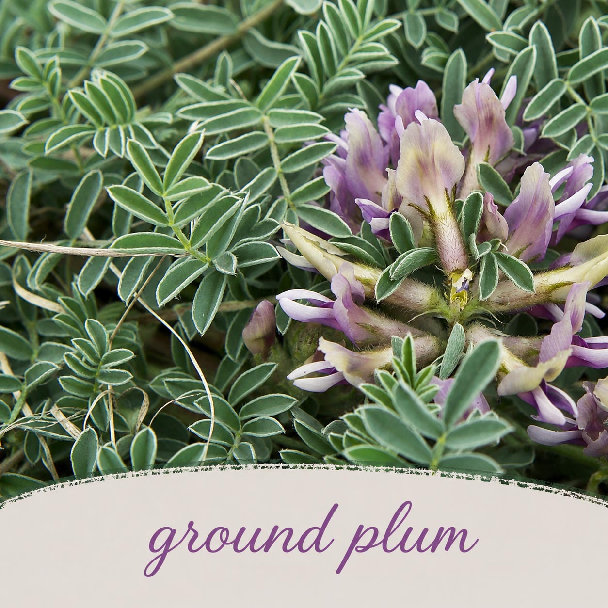 Front Yard Friendly Live Plant Landscape Kit | Prairie Legacy Inc.