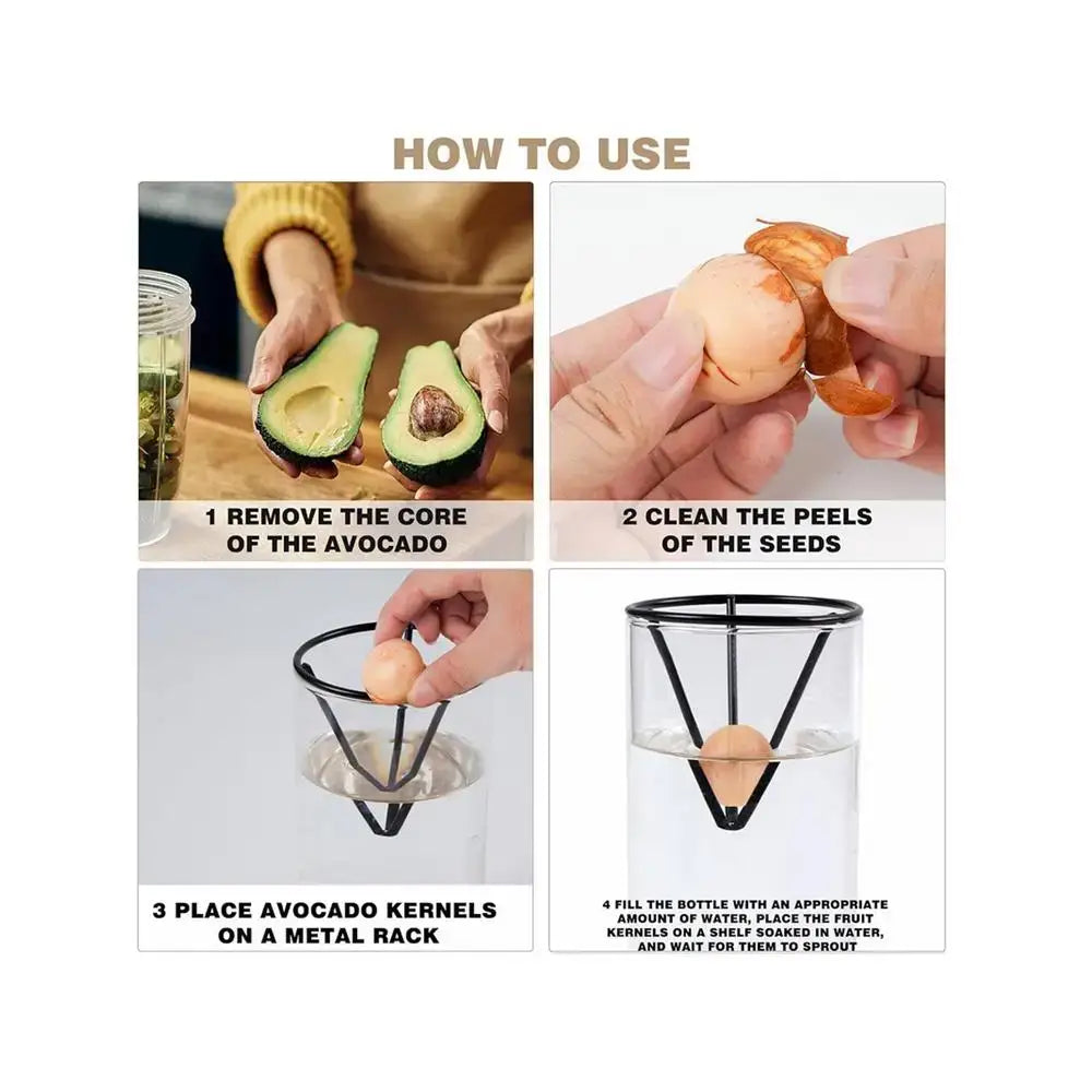 Modern clear glass hydroponic avocado planting set kitchen decor