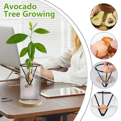 Modern clear glass hydroponic avocado planting set kitchen decor