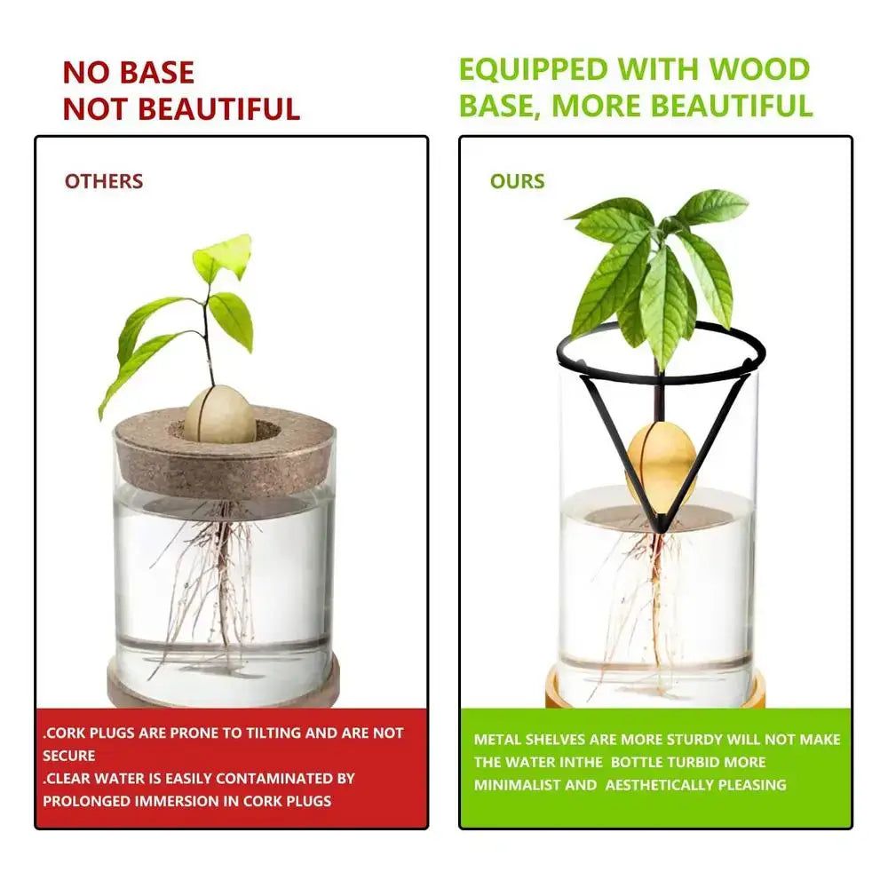 Modern clear glass hydroponic avocado planting set kitchen decor