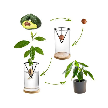 Modern clear glass hydroponic avocado planting set kitchen decor