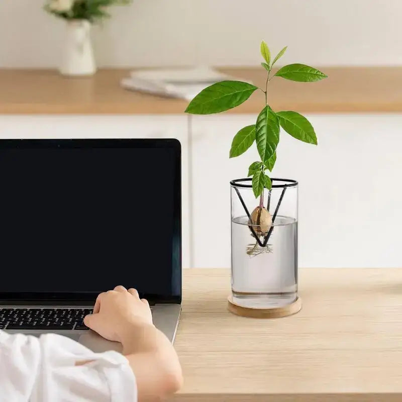 Modern clear glass hydroponic avocado planting set kitchen decor